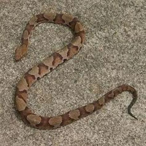 Copperheads spotted on base > Dobbins Air Reserve Base > Article Display