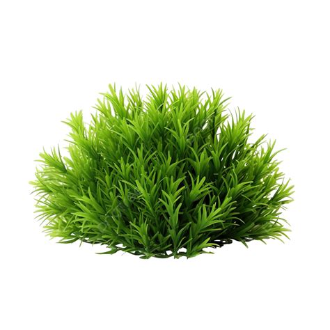 Green Grass Bush, Grass, Bush, Plant PNG Transparent Image and Clipart ...