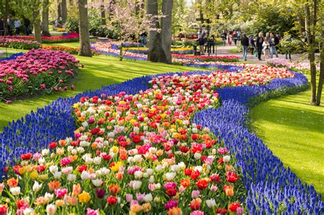 Keukenhof Garden Flower Fields | Best Flower Site