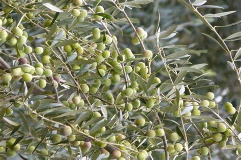 15 Different Types of Olive Trees (With Pictures) | House Grail