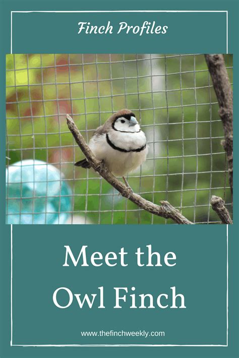 Meet the Owl Finch - The Finch Weekly