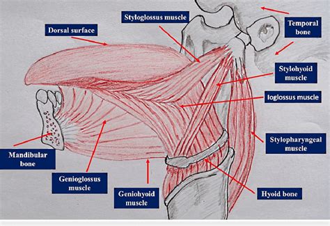 Styloglossus Muscle