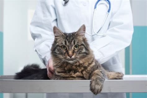 Arthritis and Joint Pain in Cats: It's More Common Than You Think