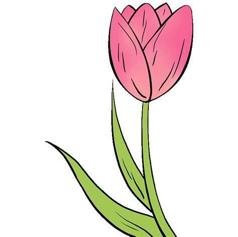 How to Draw a Tulip – Really Easy Drawing Tutorial | Easy flower ...