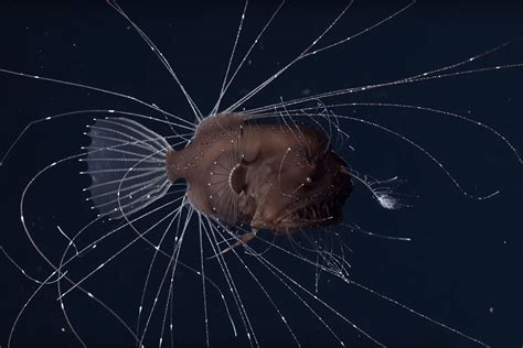 First-ever footage of mating anglerfish is strangely mesmerising | Deep ...