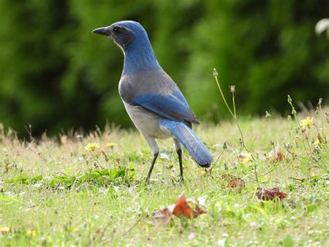 Top 26 Backyard Birds in California (Free Picture ID Printable) - Bird ...