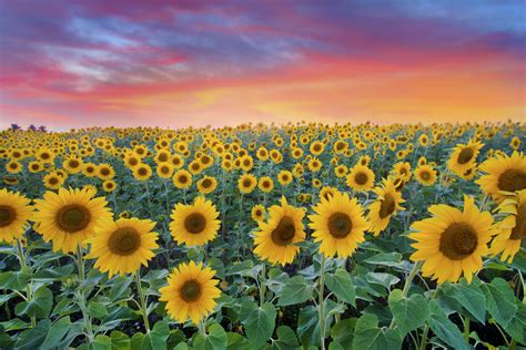 Free photo: Sunflowers - Agriculture, Ray, Nature - Free Download - Jooinn