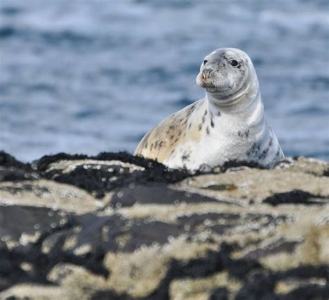 Juvenile Grey Seal on Farne Islands. Farne Islands, Grey Seal, Horsey ...