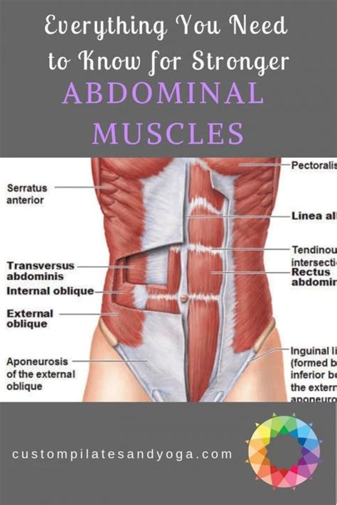 Everything You Need to Know for Stronger Abdominal Muscles - Custom ...