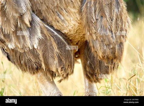 Soft tail-feathers of a female Ostrich Stock Photo - Alamy