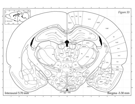 Rat Brain Atlas