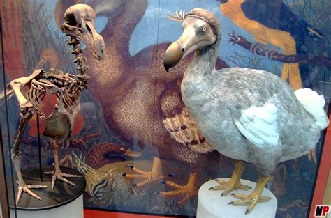 A Dodo bird skeleton was sold for 280.000 pounds to an auction