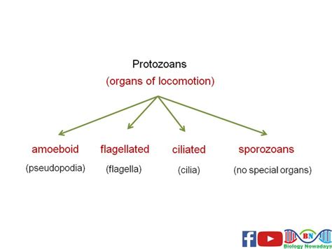 Kingdom protista Keywords: kingdom protista classification, kingdom ...