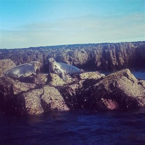 Seals on The Farne Islands, Northumberland | Farne islands, Natural ...