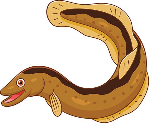 Saltwater Eel Illustrations, Royalty-Free Vector Graphics & Clip Art ...