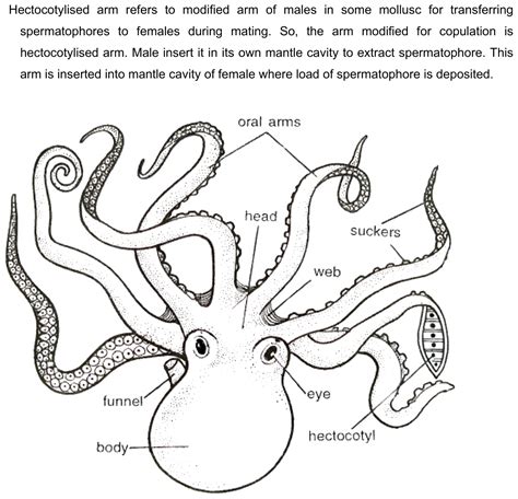 Describe in detail the hectocotylised arm of octopus with diagrams