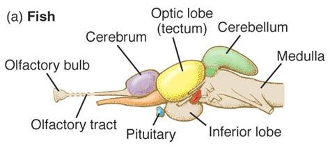 Pin by Karen Norberg on science stuff | Fish, Cns, Water life