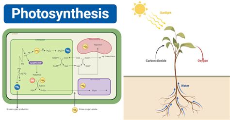 Describe the Process of Photosynthesis Including the Reactants and Products