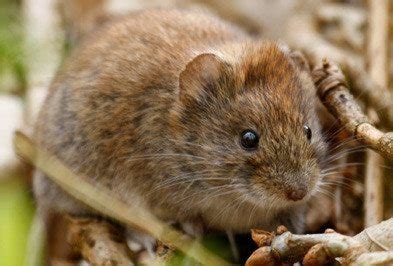 Vole - Types, Facts, and How to Identify | Vole Control | Holder's Pest ...