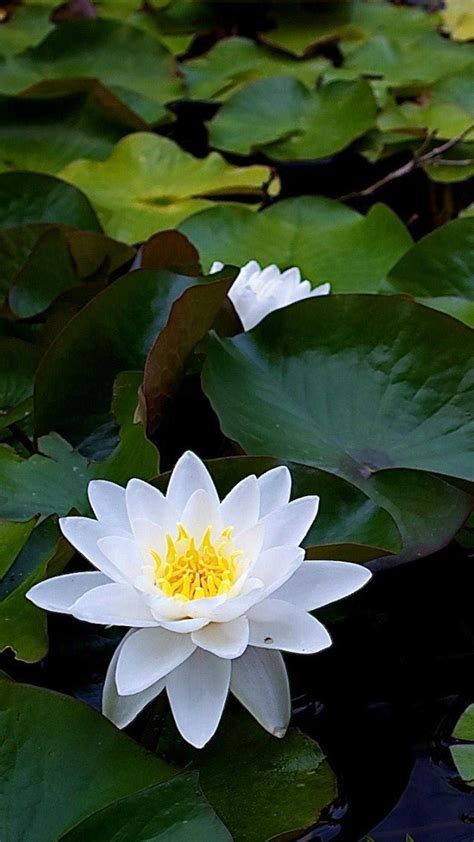 White Lotus Wallpapers - iXpap