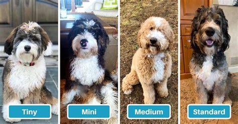 Bernedoodle Exercise Requirements by Age & Size