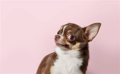 Chihuahua Breed Information Guide - BARK Post