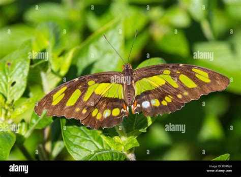 Fairchild tropical botanic garden in hi-res stock photography and ...