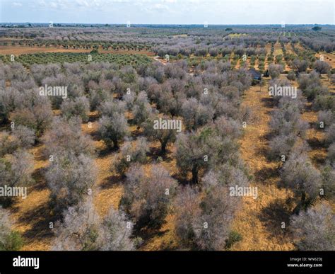 Italy's Olive Crisis A drone view of Olive trees hit by bacteria ...