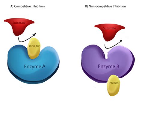 Enzyme Inhibition - Types of Inhibition - Allosteric Regulation ...