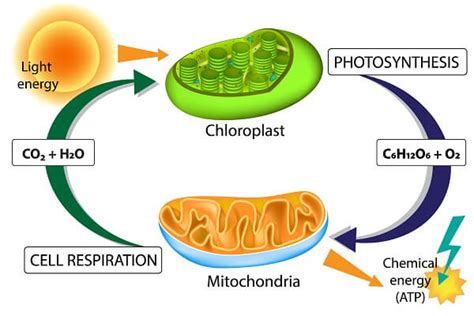 Origins of Cell Compartmentalization | AP Biology | Biology Dictionary