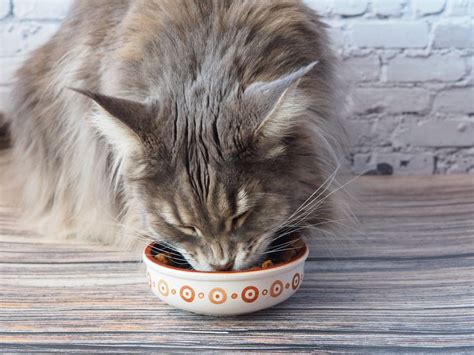 11 Foods Maine Coon Cats Love to Eat And Why - MaineCoon.org