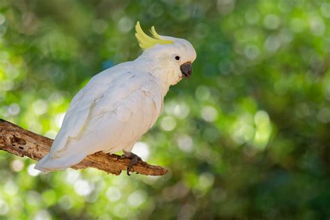 Cockatoos and Parrots: What is The Difference? - RESTORASI EKOSISTEM ...