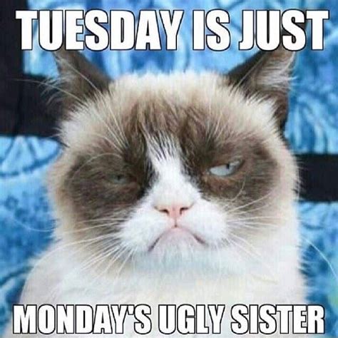 15 Happy Tuesday Memes - Best Funny Tuesday Memes | Grumpy cat humor ...