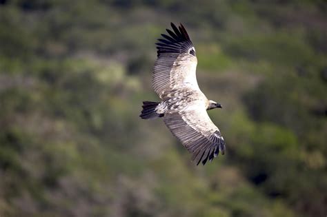 Soaring into Action for International Vulture Awareness Day – Ford ...