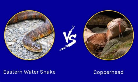 Copperhead vs. Eastern Water Snake: What are the Differences? - A-Z Animals