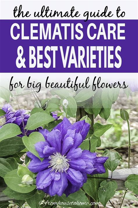 Clematis Care, Blue Clematis, Clematis Plants, Autumn Clematis ...