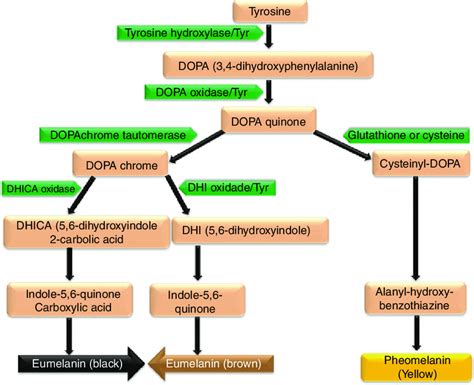 2 Melanin biosynthesis pathway | Download Scientific Diagram