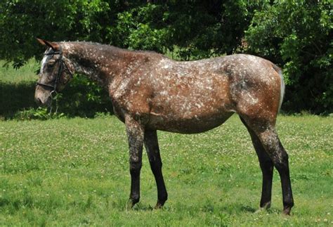 Snowflake Appaloosa Horse - | Appaloosa horses, Horses, Appaloosa ...