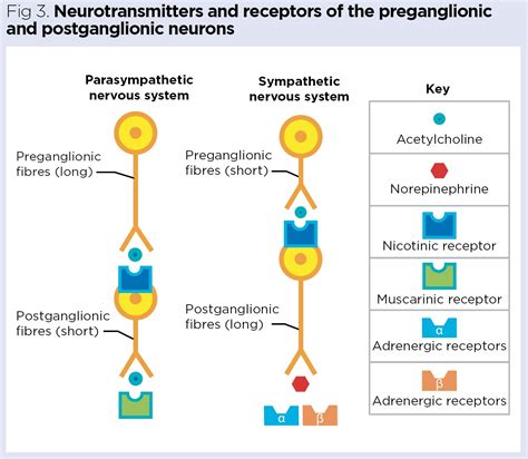 Parasympathetic Nervous System Neurotransmitters