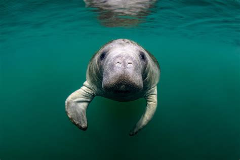 Why did sea cows go extinct? Steller's sea cow, Dugong & Manatees