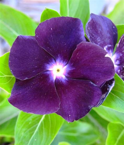 Vinca Periwinkle (sunstorm -PURPLE) - Annual flowers seed300 Seeds ...