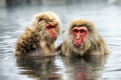 Japanese snow monkeys have learned to fish for food • Earth.com