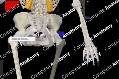 Pubocervical Ligament | Complete Anatomy