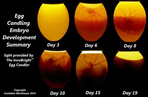 Chicken Embryo Development Chart