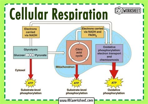 Map Of Cellular Respiration - Map Worksheets