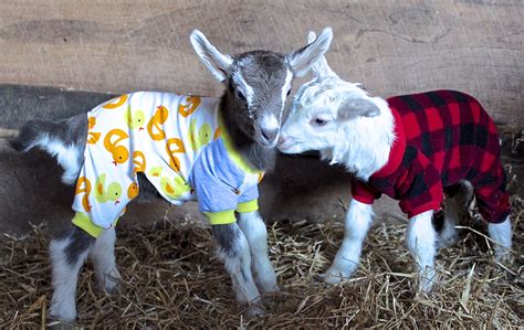 Goats in Pajamas at the Franklin Farmers Market - Franklin Farmers Market