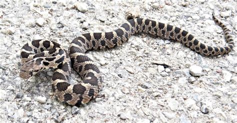 Copperhead vs Eastern Fox Snake: What’s the Difference? - Wiki Point