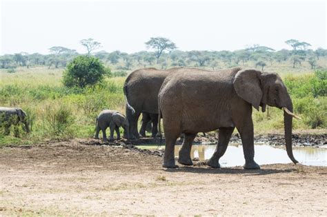 African Elephant Facts: Elephant Tusks - Safari Ventures