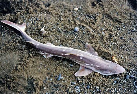 Is A Dogfish A Sand Shark