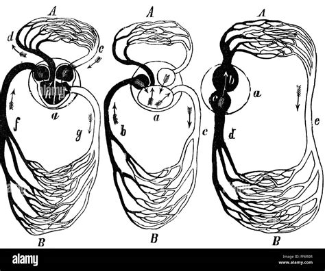 [Download 37+] Draw Schematic Diagram Of Circulation - F1 Vektor